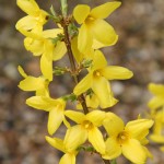 forsythia