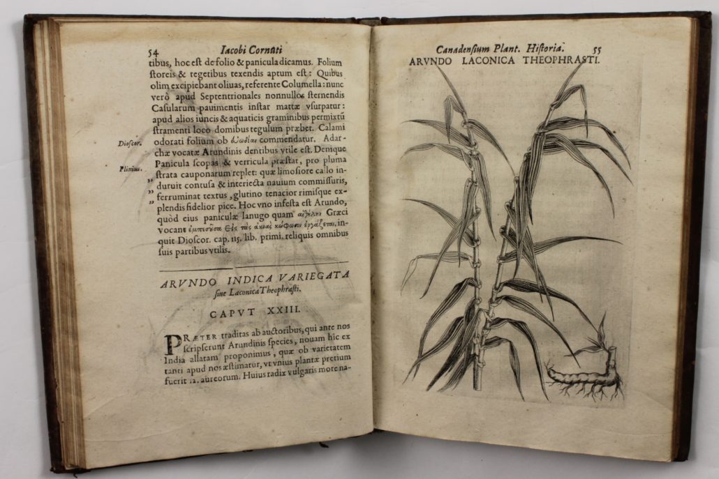 Page 54 of Canadensium Plantarum Historia